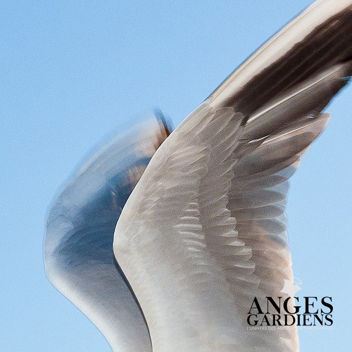 ailes-d-ange
